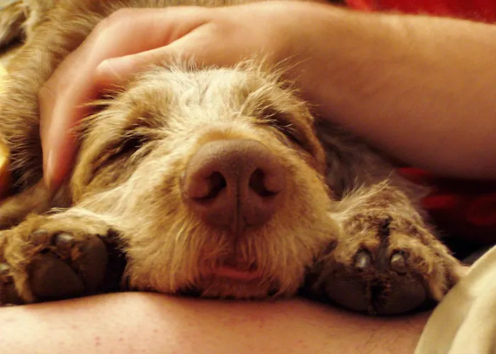 Apartment Muggengrat